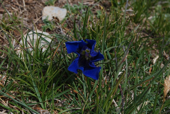 Sortiga geològica i naturalística per la Serra Cavallera i el Taga