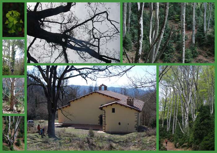 Excursió fotogràfica  “la tardor en un bosc de follets”